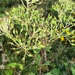 Arnoglossum atriplicifolium Fruit