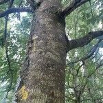 Fraxinus excelsior Bark