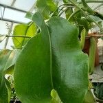 Nepenthes truncata Leaf