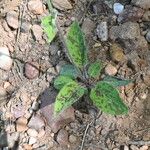 Hieracium maculatum Fuelha