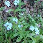 Myosotis scorpioidesFlor