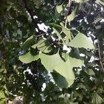 Ginkgo biloba Blad