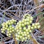 Petrosedum sediformeFlower