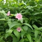 Jasminum beesianum Blüte