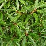 Ficus cordata Hoja