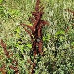 Rumex aquaticus ফল