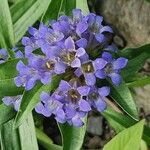 Gentiana cruciata പുഷ്പം