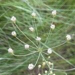 Trocdaris verticillata 花