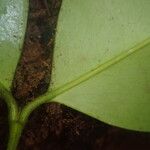 Garcinia epunctata Φύλλο