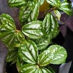 Pilea cadierei Blatt