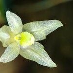 Bulbophyllum conchidioides