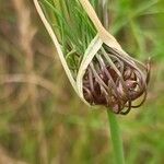 Allium oleraceum Fruit