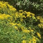 Senecio hercynicus Leaf