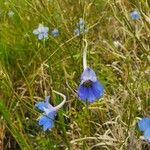 Delphinium leroyi Květ