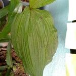 Govenia superba Leaf