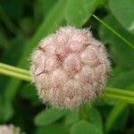Trifolium fragiferum Çiçek