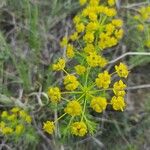 Euphorbia cyparissiasFlower