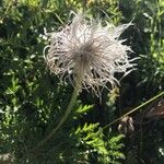 Anemone alpina Kukka