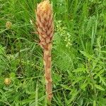 Orobanche elatior Floare