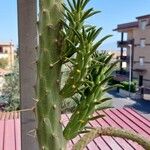 Austrocylindropuntia subulata Blatt