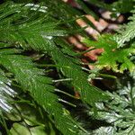 Selaginella parkeri Hoja