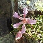 Saponaria pumila Flower