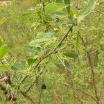 Halimodendron halodendron Hábito