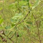 Caragana halodendron ശീലം