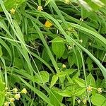 Galinsoga parviflora Habit