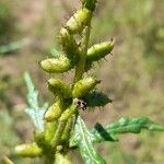 Xanthium spinosum Frucht