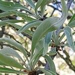 Pyrus salicifolia Leaf