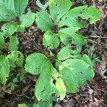 Panax quinquefolius Blad