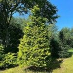 Chamaecyparis obtusa Hábito