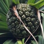 Pandanus tectorius Frukt