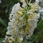 Buddleja albiflora 花