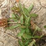 Trifolium strictum Autre