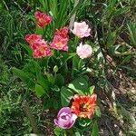 Tulipa kaufmanniana Fiore