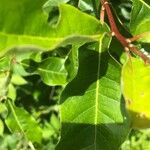 Quercus imbricaria List