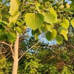 Populus grandidentata Folha