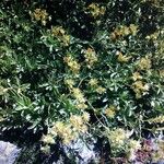 Potentilla valderia Flower