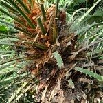 Chamaerops humilis Outro