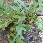 Crepis capillaris Leaf