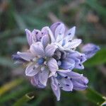 Scilla verna Flower