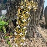 Epidendrum stamfordianum Žiedas