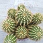 Echinopsis huascha Hoja