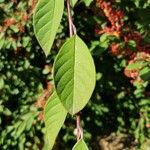 Cotoneaster coriaceusBlatt