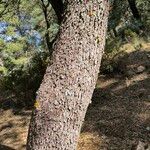 Quercus rotundifolia Bark