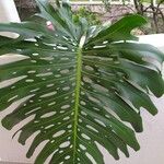 Monstera deliciosaBlad