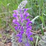 Salvia pratensis Цветок