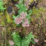 Eupatorium cannabinumFlower